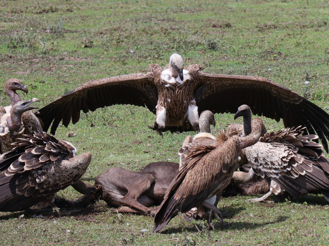 Evergreen Escape Expeditions - Africa-南由基必去景点