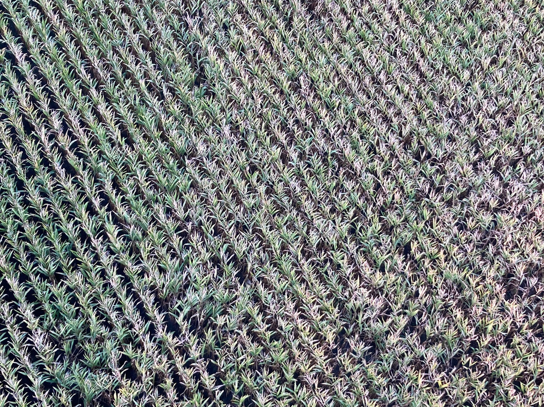 C-Air Ballonvaart-Waasmunster必去景点