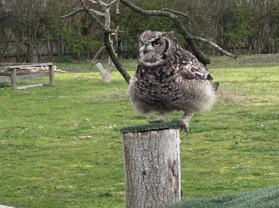 Suffolk Owl Sanctuary-Stonham Aspal必去景点