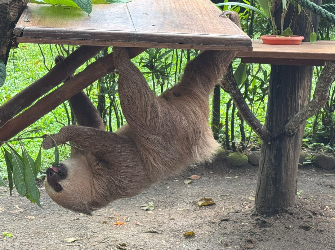 Jaguar Rescue Center-旧港必去景点