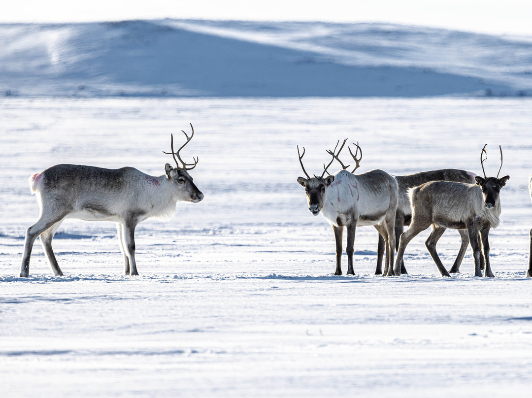 Aurora Holidays-Utsjoki必去景点