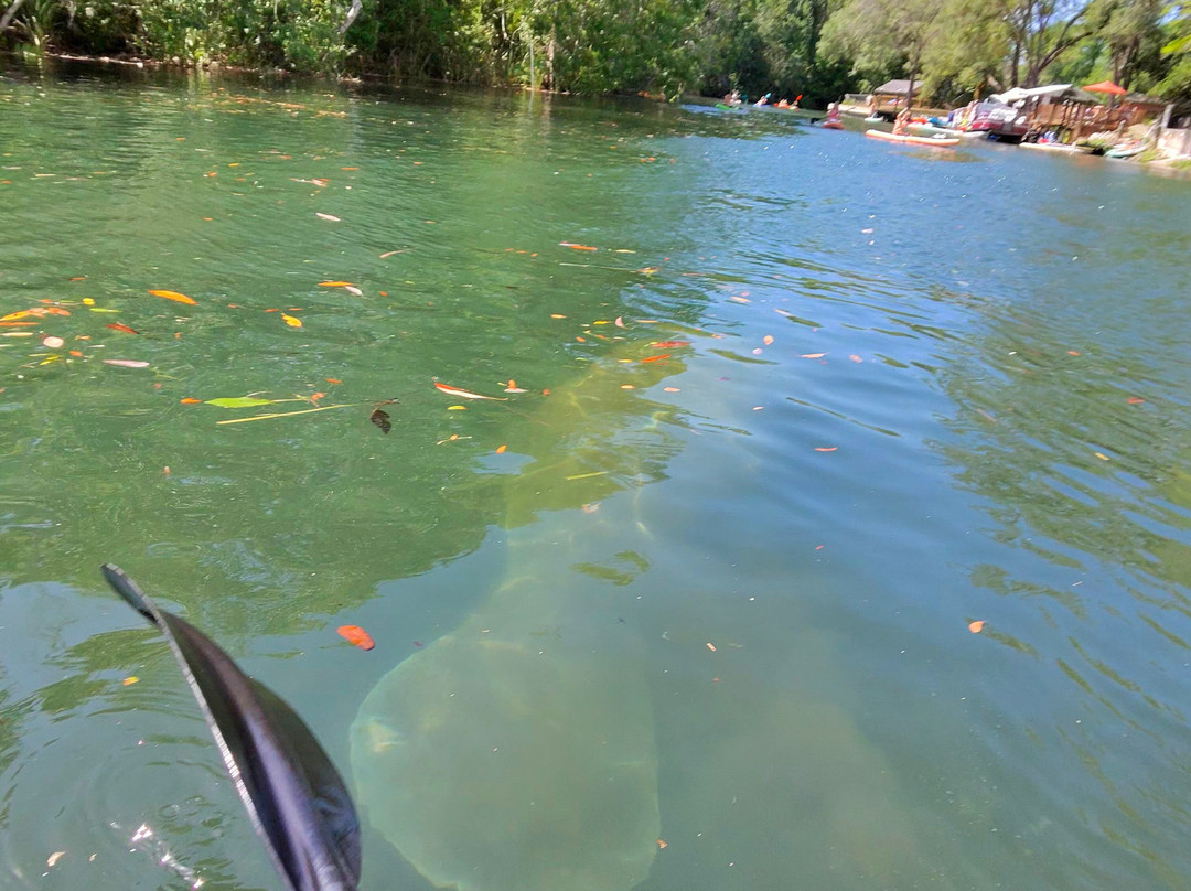 Weeki Wachee Kayaking-Weeki Wachee必去景点