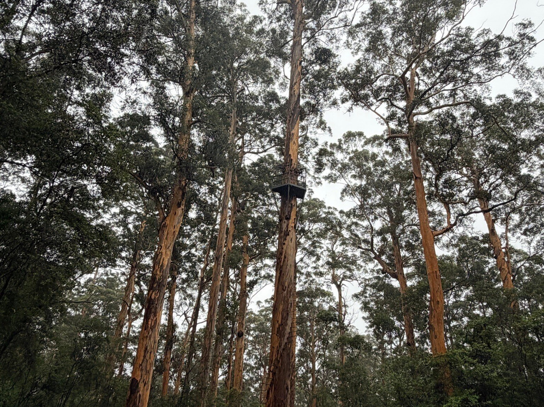 Dave Evans Bicentennial Tree-彭伯顿必去景点