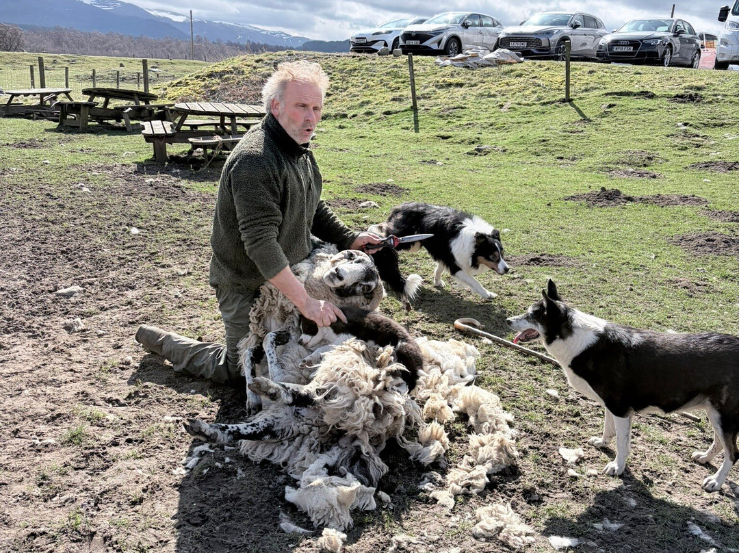 Working Sheepdogs-Kincraig必去景点