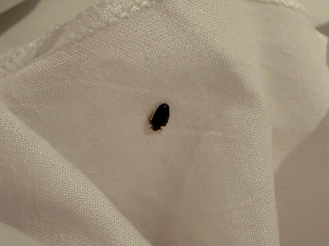 泰晤士河畔沃尔顿旅客之家酒店主图