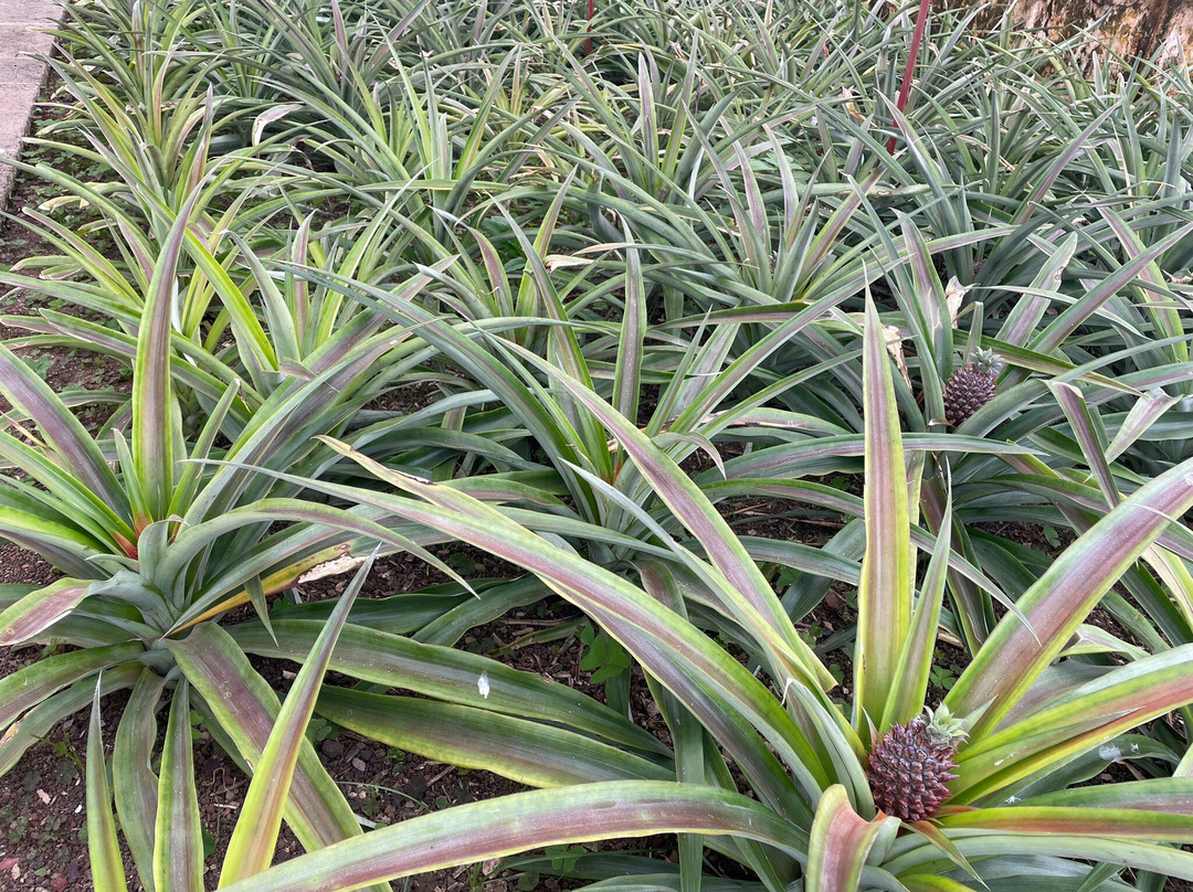 Plantação de Ananás dos Açores-蓬塔德尔加达必去景点