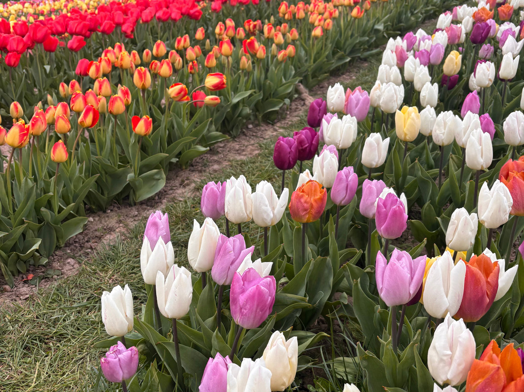Tulleys Tulip Garden - Warwickshire-沃里克必去景点