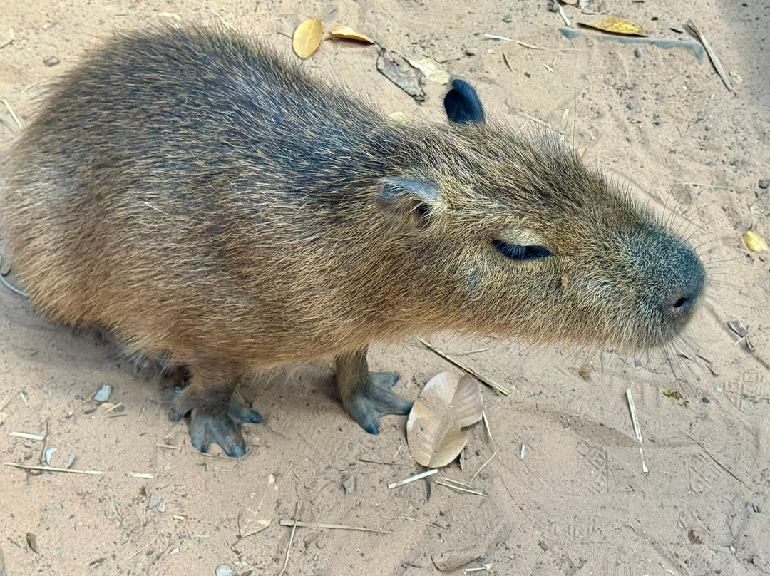 珍珠王国野生动物园-富国岛必去景点