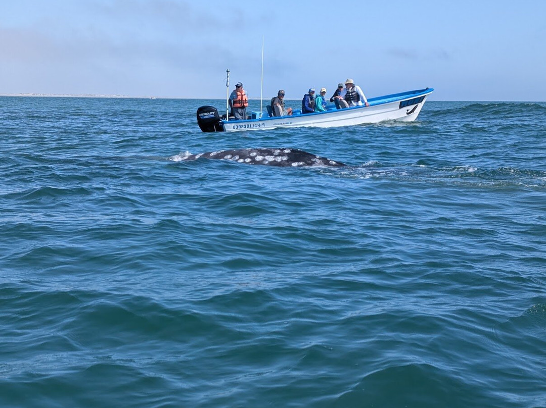 Baja Ecotours-San Ignacio必去景点