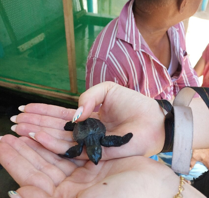 Sea Turtle Farm Galle Mahamodara-加勒必去景点