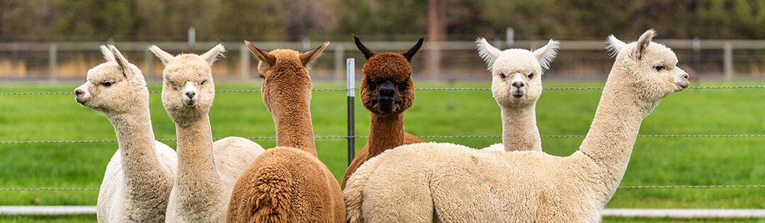 Alpaca & Unicorn Adventures-Tring必去景点