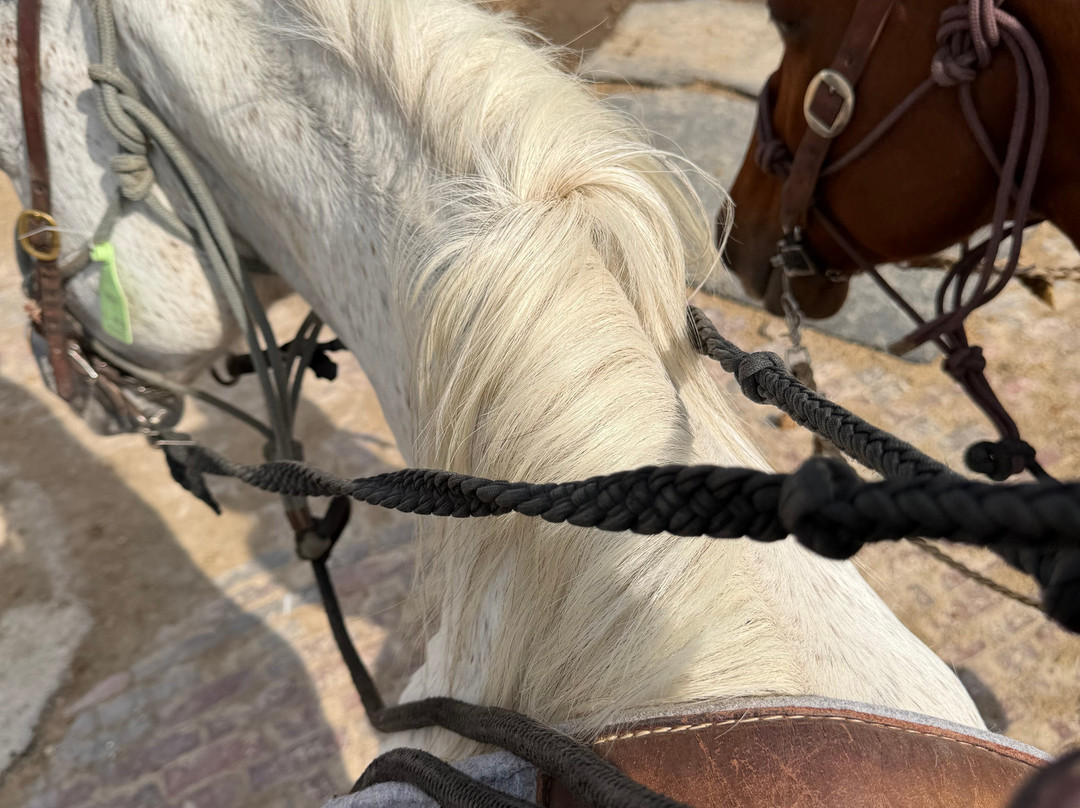 Fort Worth Stockyard Stables-沃思堡必去景点