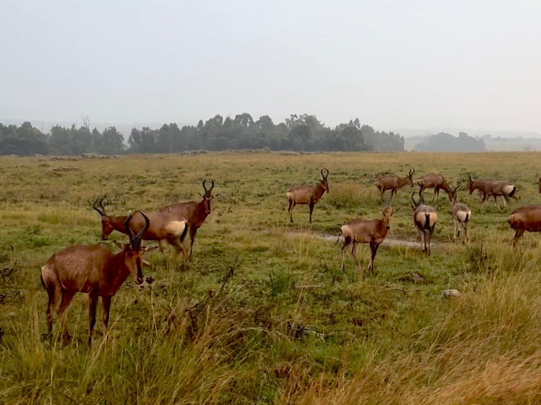 Dlamini 4 Africa Tours & Safaris-比勒陀利亚必去景点