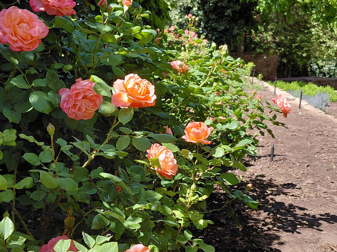Cameron Floral Gardens-卡梅隆必去景点