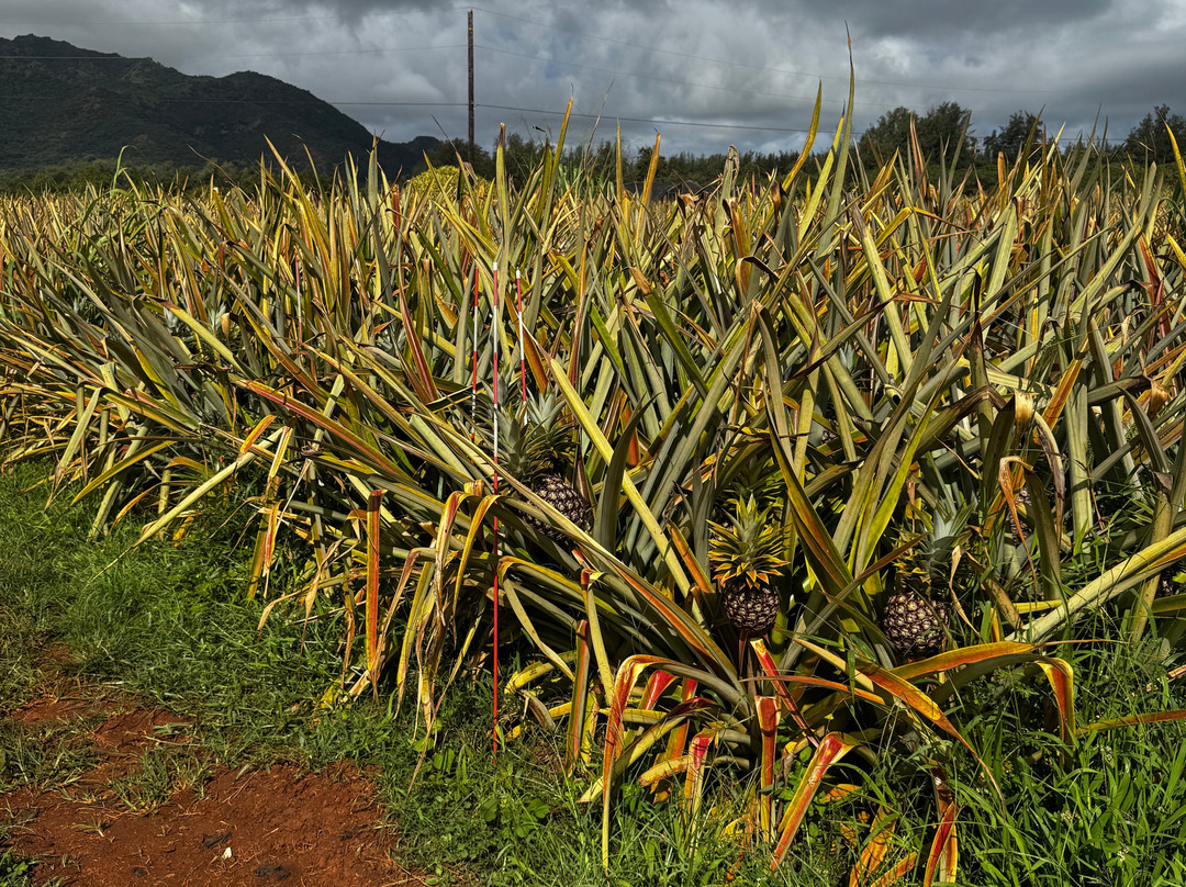 Sugarloaf Pineapple Farm-基拉韦厄必去景点