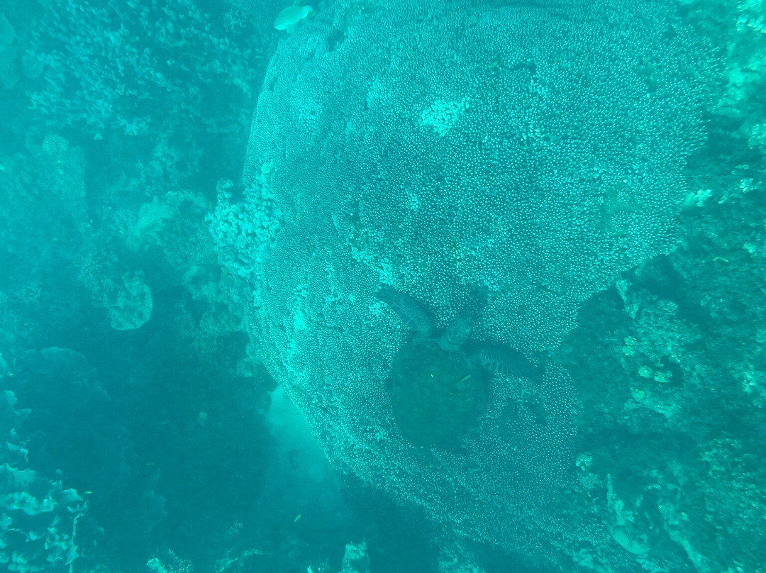 Ningaloo Reef Dive & Snorkel-珊瑚湾必去景点