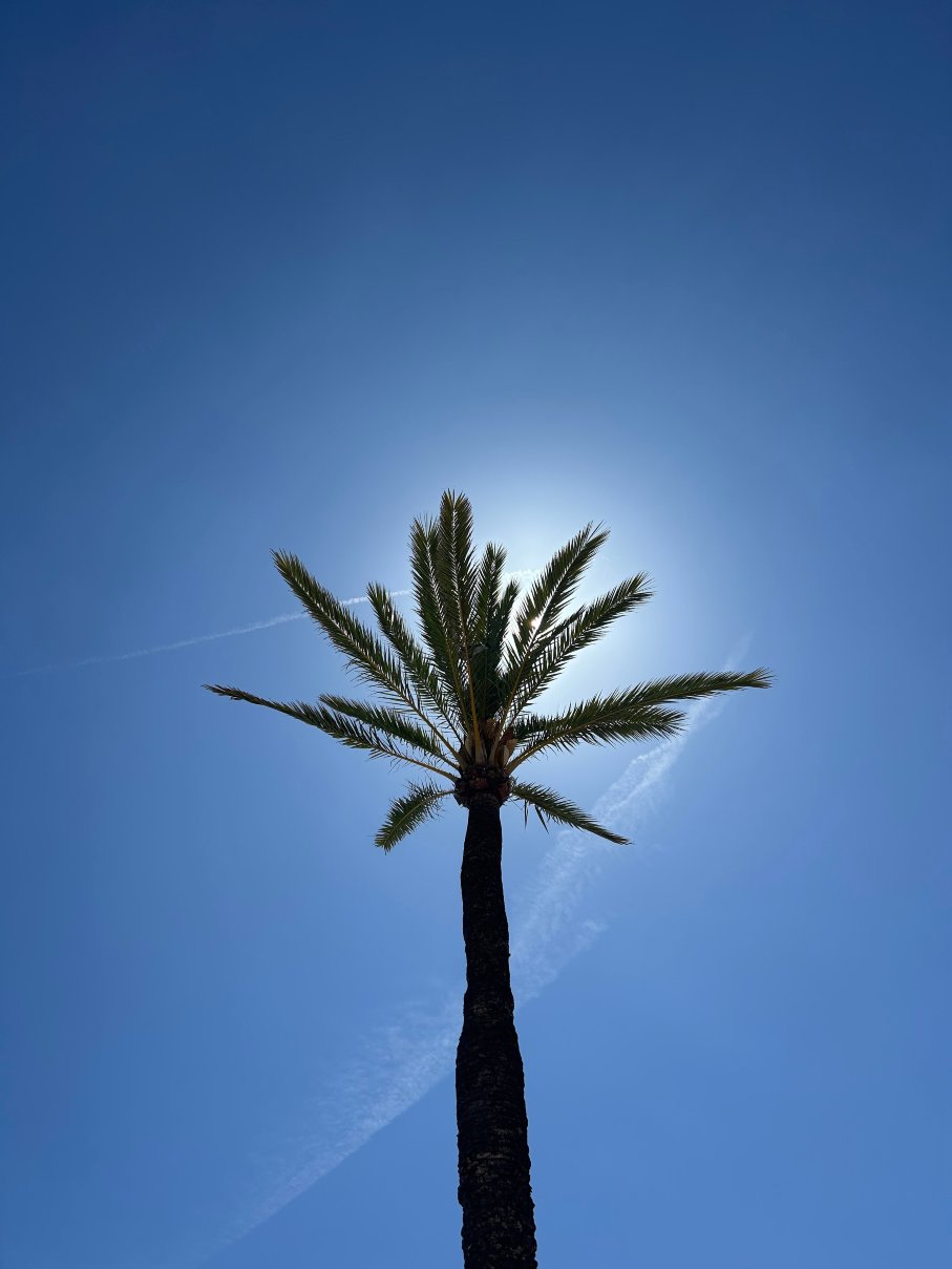 Protur Playa Cala Millor Hotel-旅行者