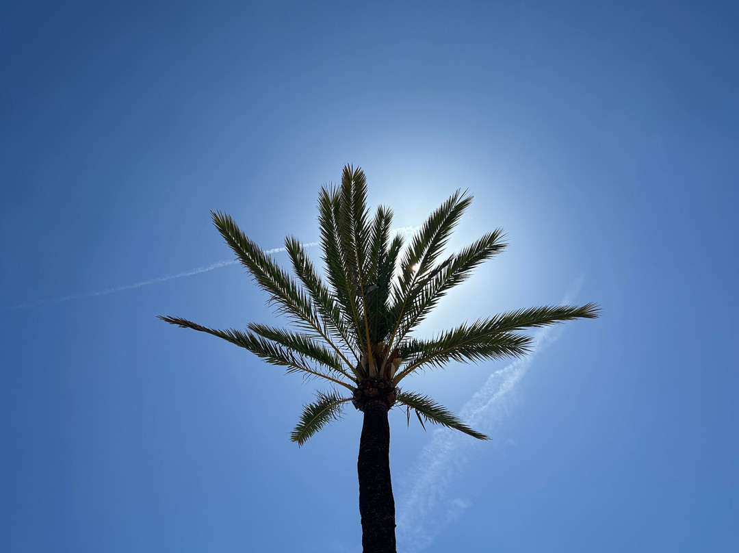 Protur Playa Cala Millor Hotel主图