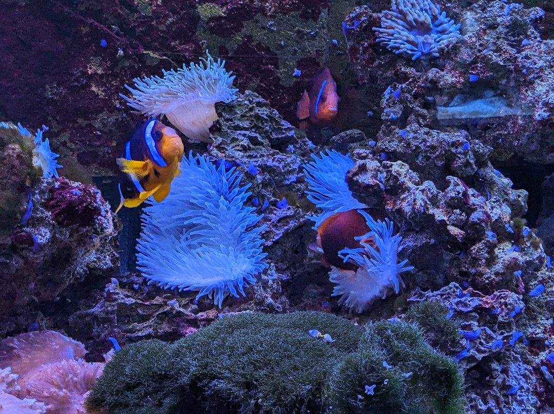 Aquarium de Dunkerque-敦克尔克必去景点