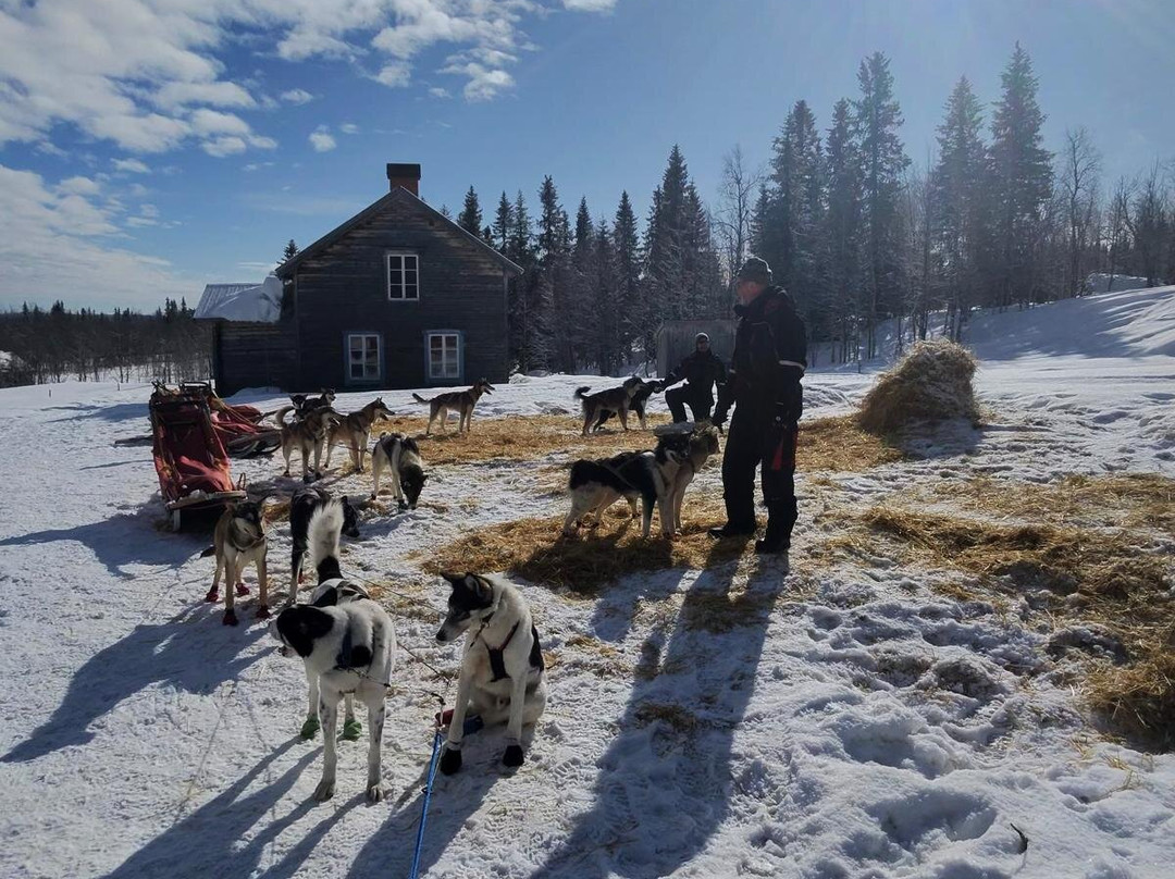 Petter Karlsson Sleddogs-Slussfors必去景点