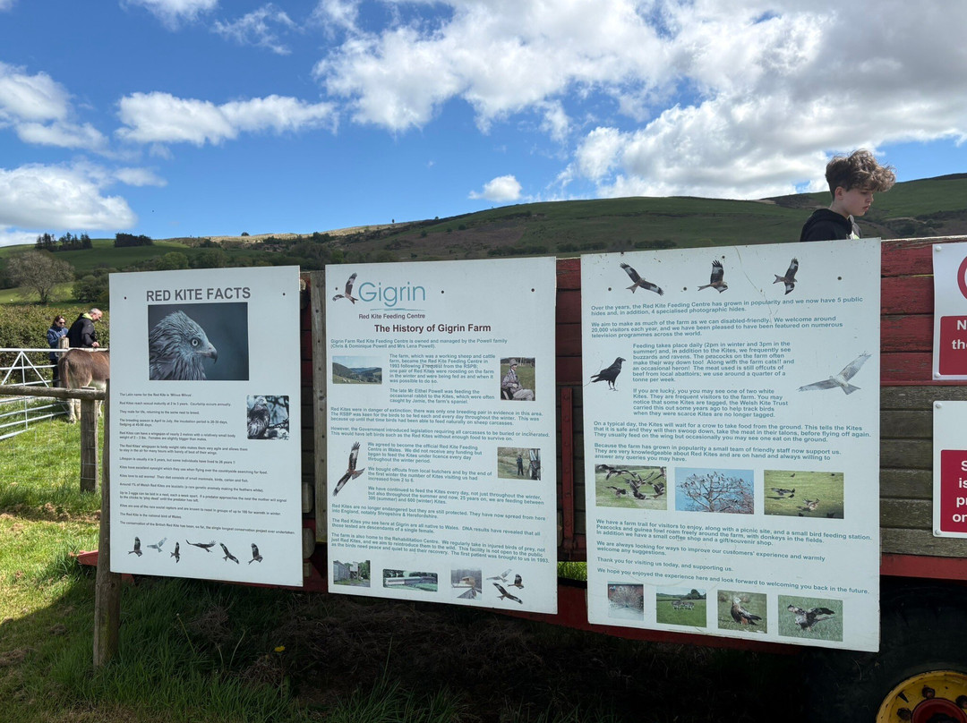 Gigrin Farm Red Kite Feeding Centre-Rhayader必去景点
