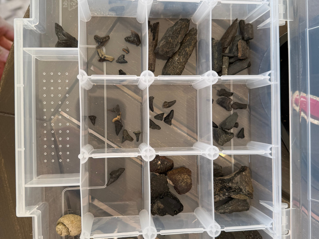 Charleston Fossil Adventures-查尔斯顿必去景点