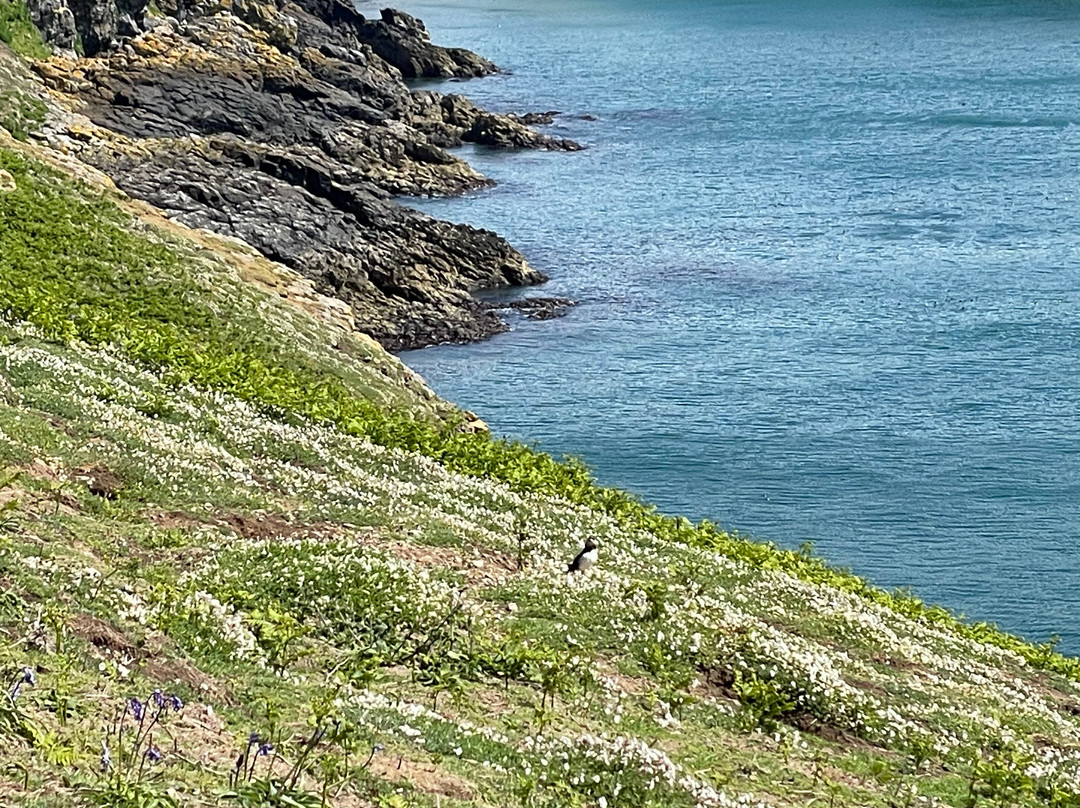 Pembrokeshire Islands Boat Trips-Marloes必去景点