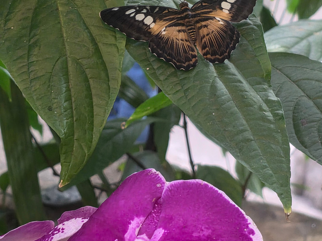 The Butterfly Palace-布兰森必去景点