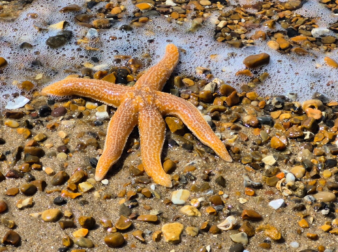 Landguard Nature Reserve-费力克斯托必去景点