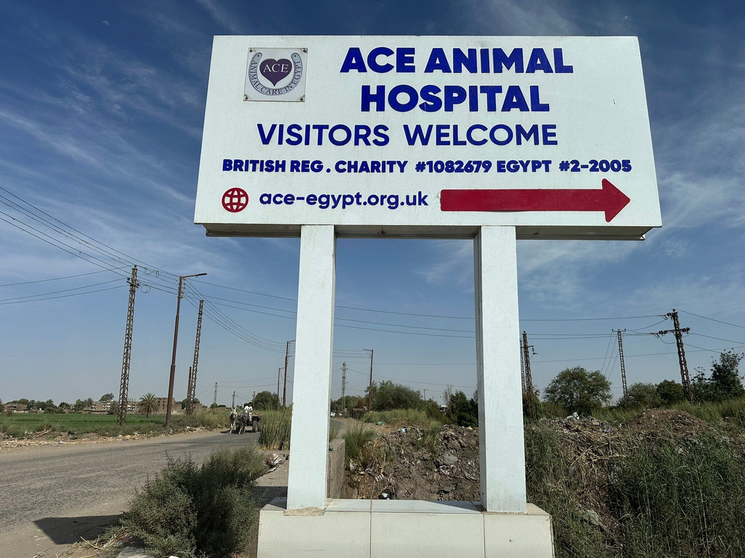 ACE - Animal Care in Egypt-卢克索必去景点