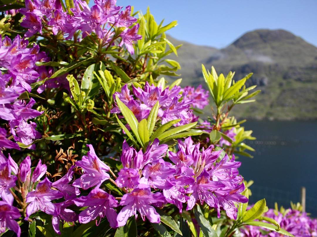 Connemara Adventure Tours-Leenane必去景点