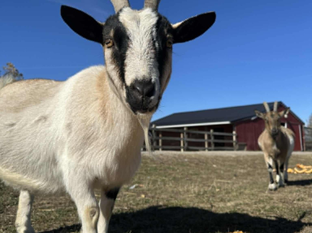 Sunrise Animal Sanctuary-马里斯维尔必去景点