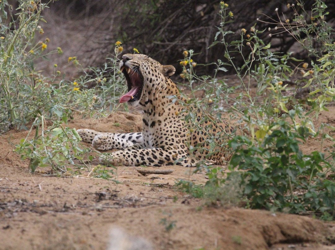 Jhalana Leopard Safari-斋蒲尔必去景点