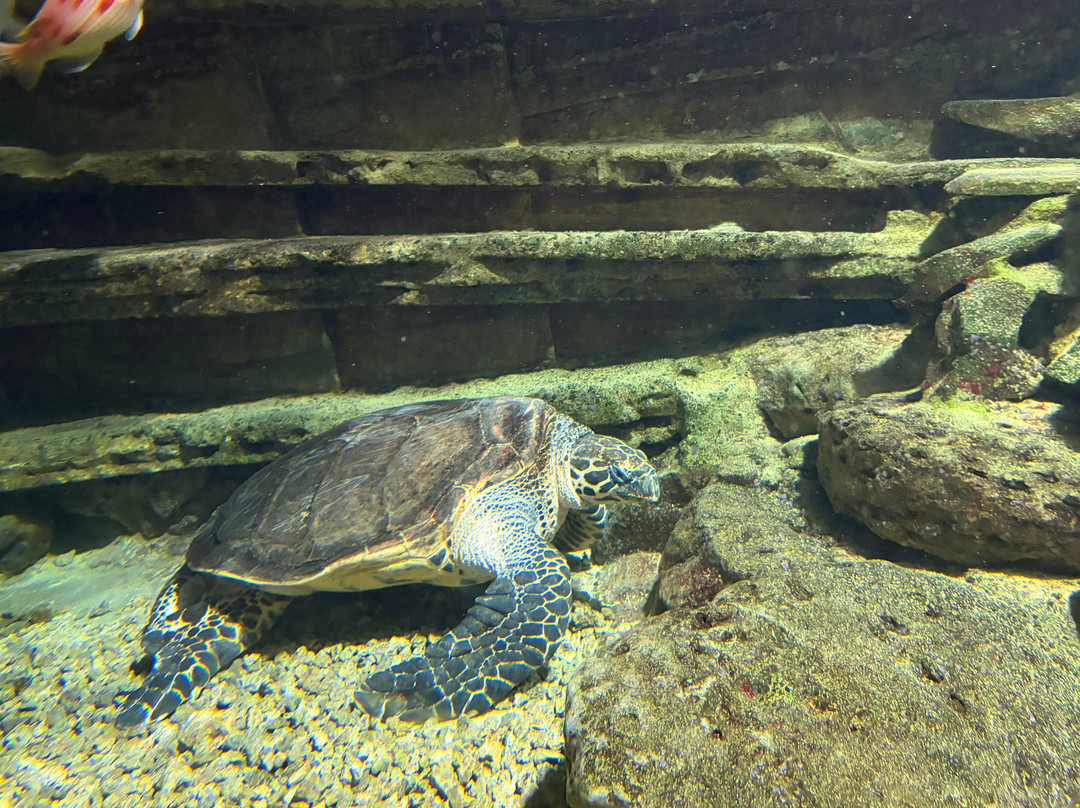 National Aquarium of New Zealand-纳皮尔必去景点