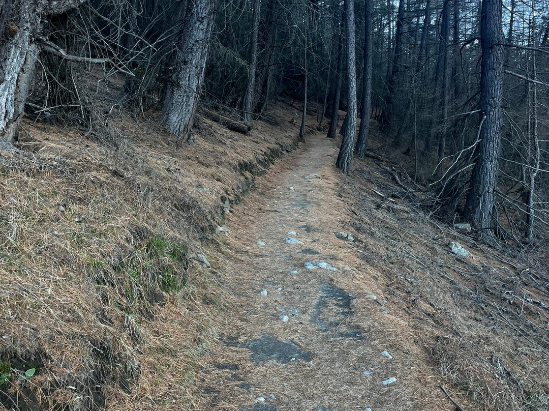 Mount John Summit Circuit Track-特卡波湖必去景点