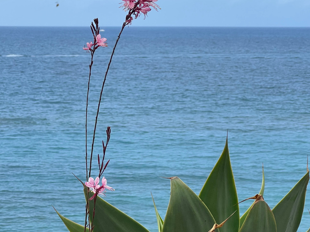 Playa del Duque-奥德杰海岸必去景点