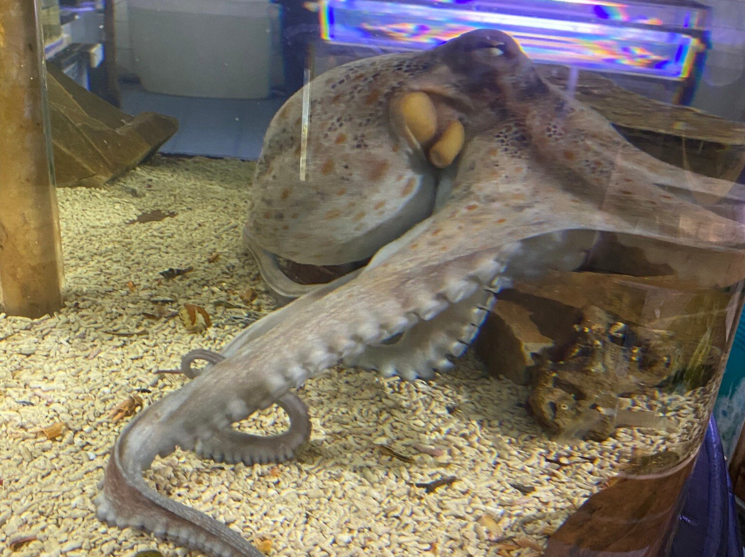 Lake District Coast Aquarium-Maryport必去景点
