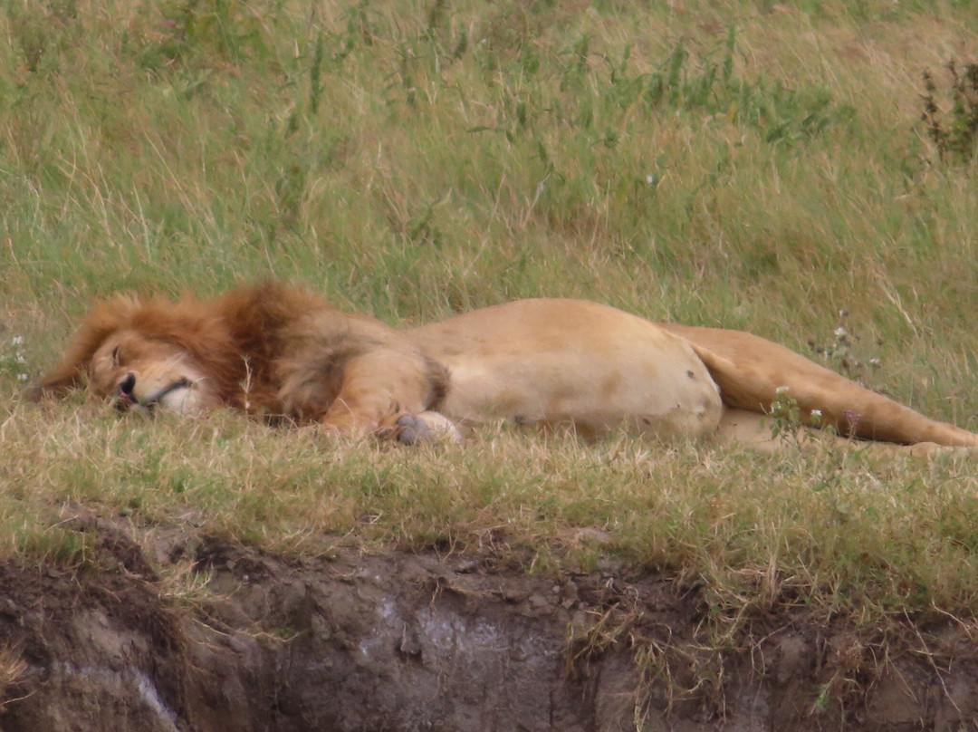 Unlimited Expeditions - The Soul Of Tanzania-阿鲁沙必去景点