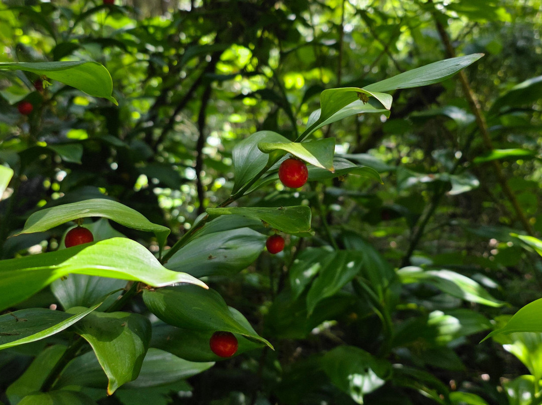 Jungle Garden-Eu必去景点