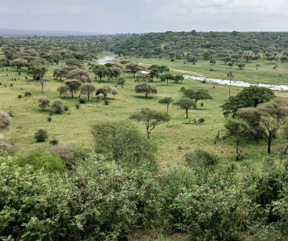 Tarangire National Park-塔兰吉雷国家公园必去景点