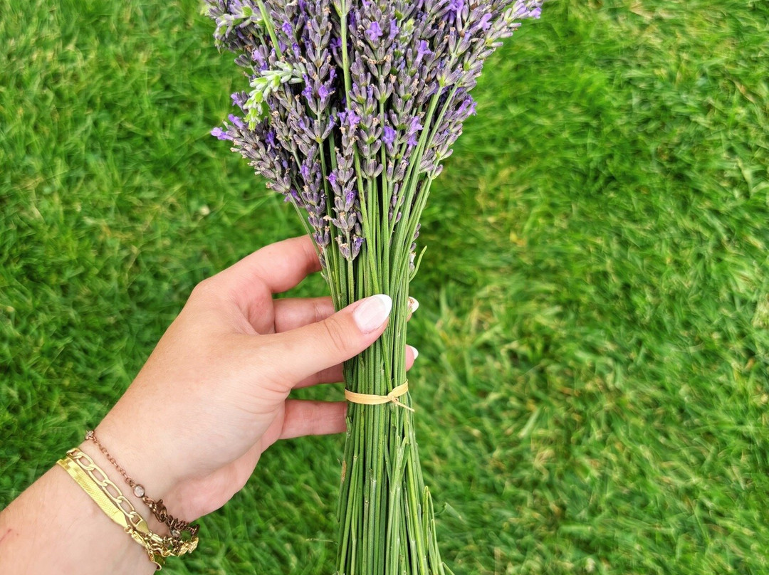 Long Row Lavender-Wright City必去景点