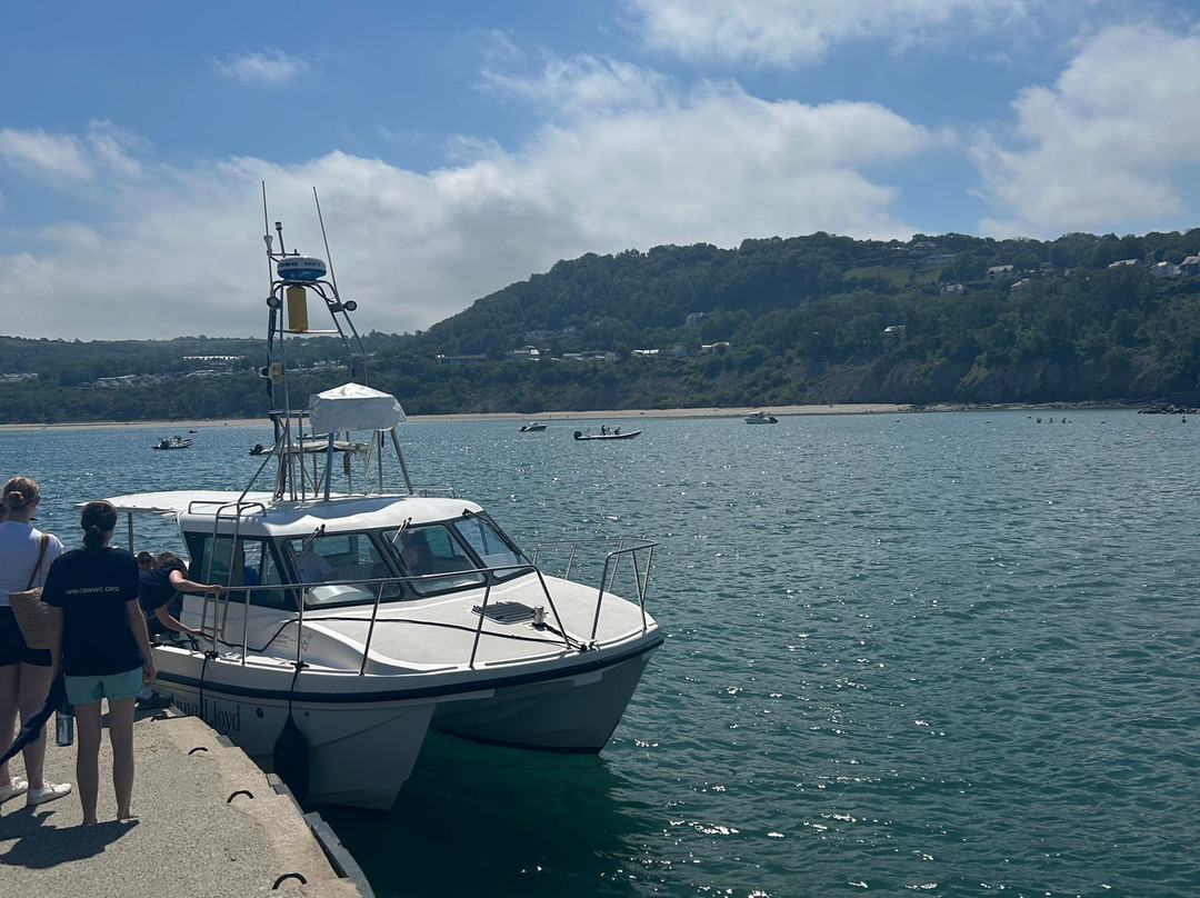 Dolphin Survey Boat Trips-纽基必去景点