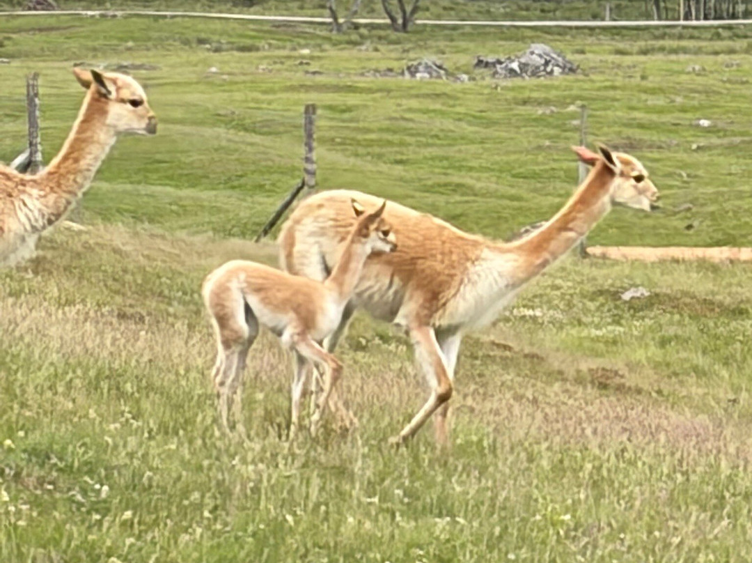 Highland Wildlife Park-Kincraig必去景点