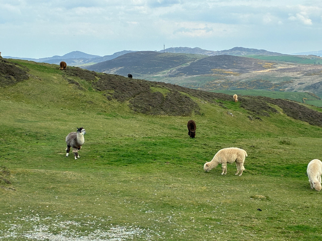 Wild Alpaca Way