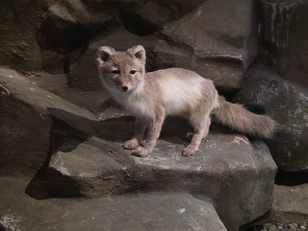 Svalbard Museum-朗伊尔城必去景点