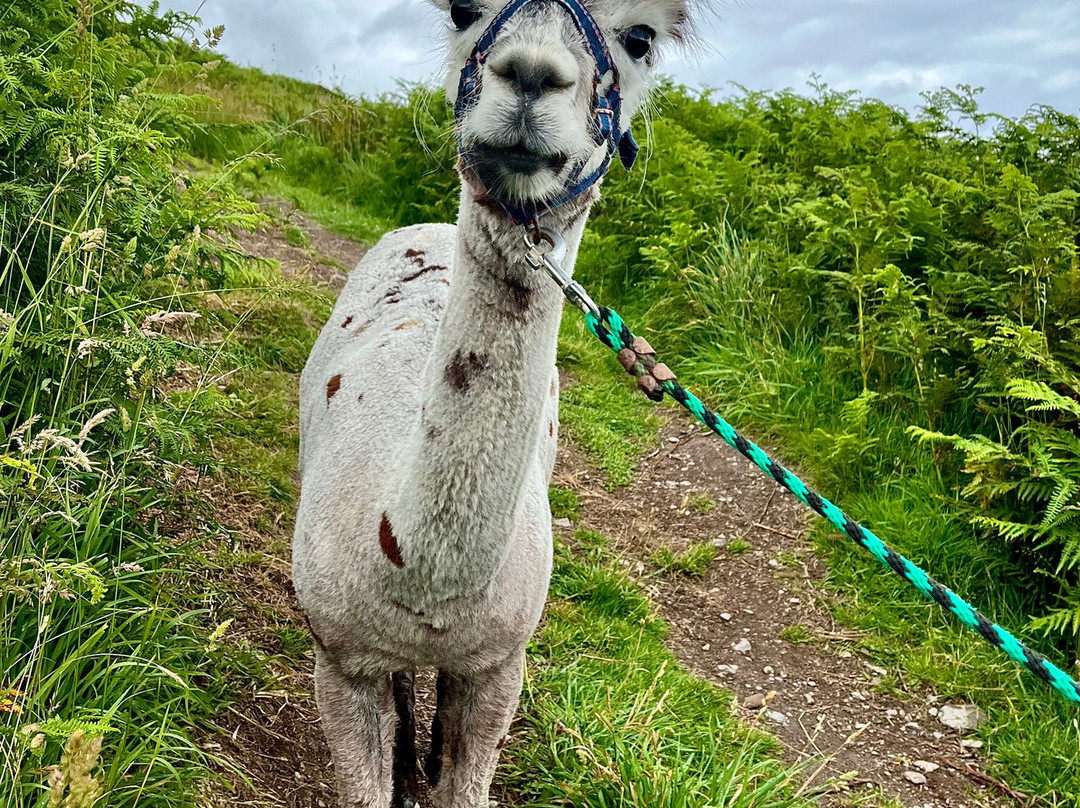 Seaside Alpacas West Cork-Union Hall必去景点