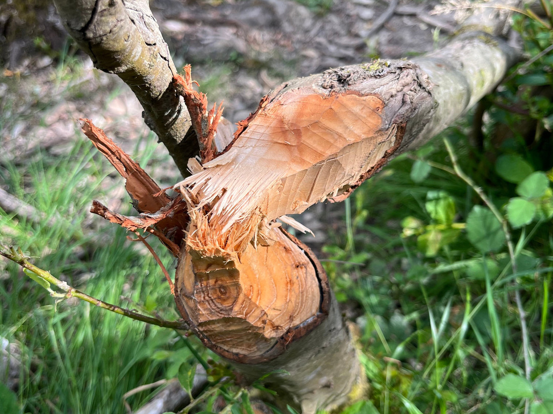 Knepp Wildland Safaris-霍舍姆必去景点