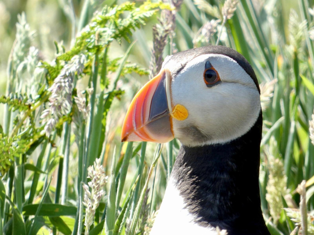 Pembrokeshire Islands Boat Trips-Skomer Island必去景点