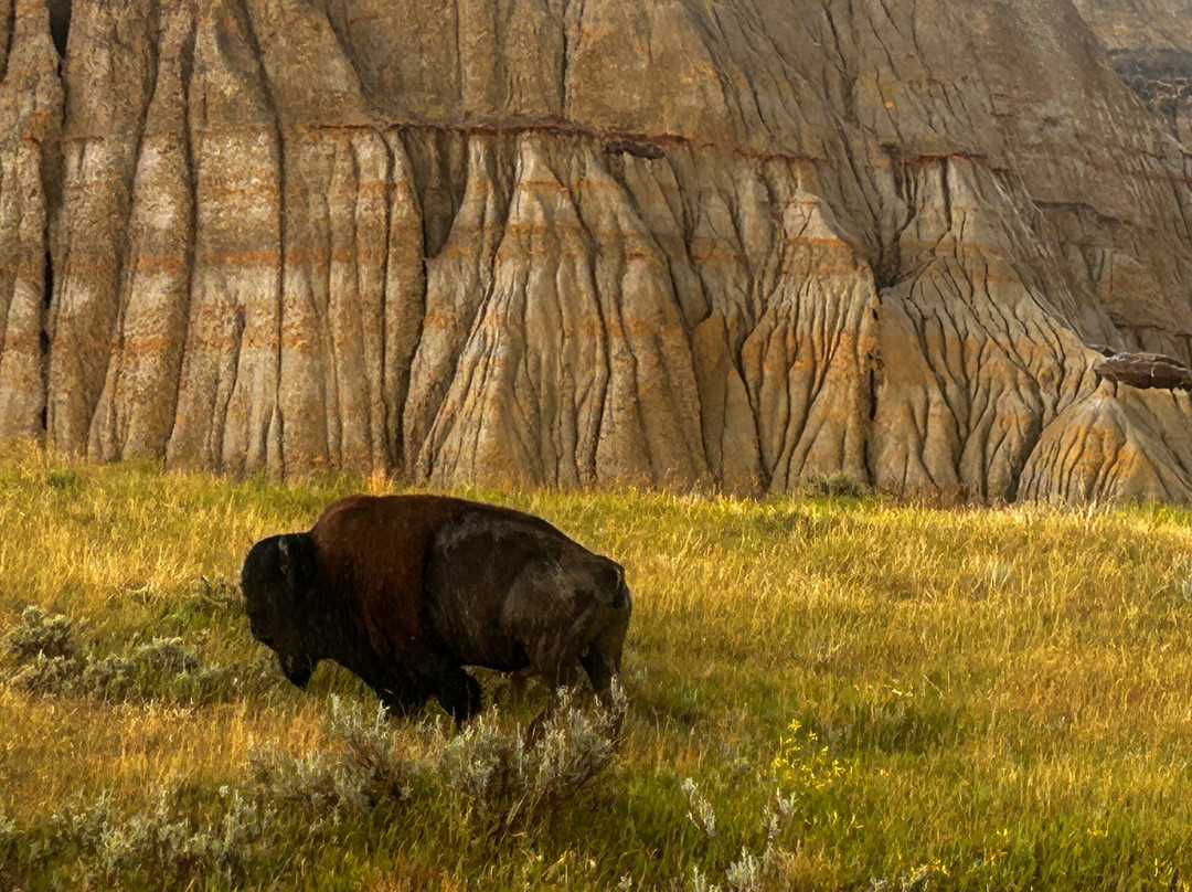 Theodore Roosevelt National Park-Medora必去景点