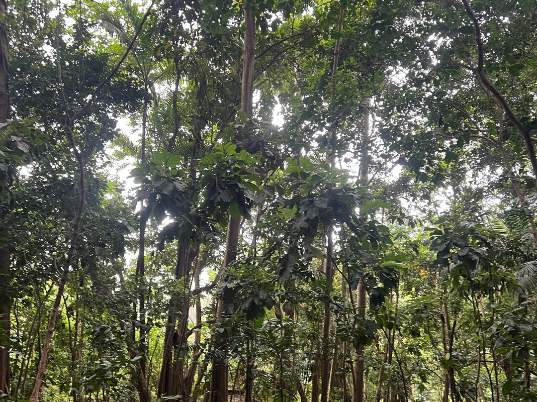 Coco Hill Forest-Melvin Hill必去景点